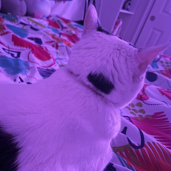 beebty